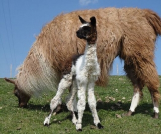  学校汝拉农场之旅